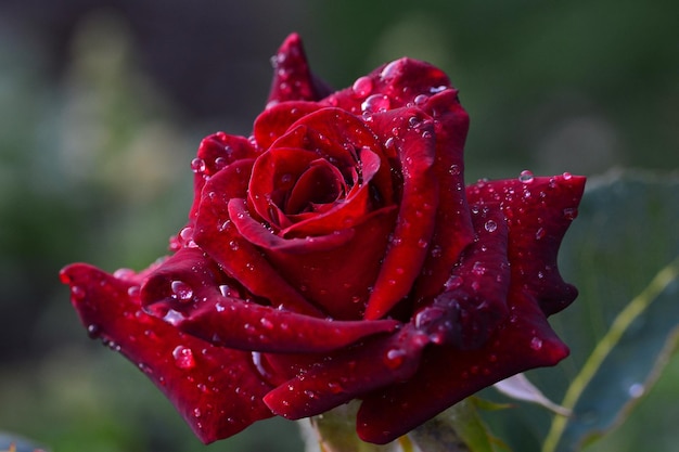 red rose with water droplets