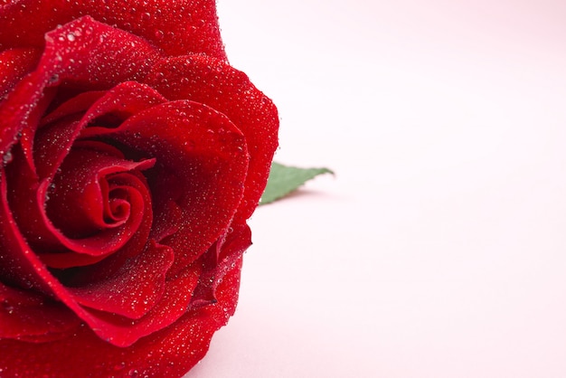 Red rose with water drops close up. macro photography of beautiful rose isolated on pink for copy space