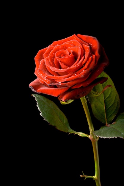 Red rose with water drops isolated on black