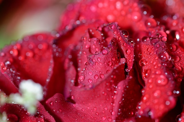 Photo a red rose with water drops on it