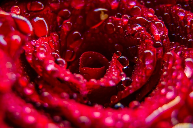 Photo a red rose with water drops on it