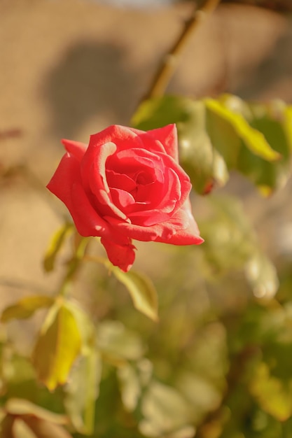 Photo a red rose with a white speckle on the top.