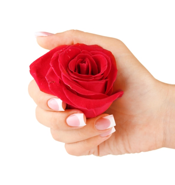 Red rose with woman's hand on white background