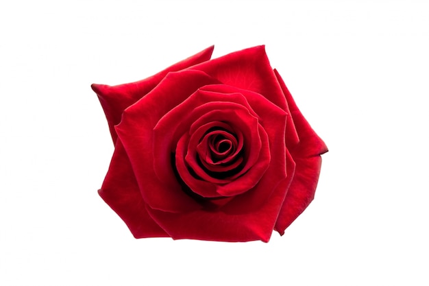 Red rose