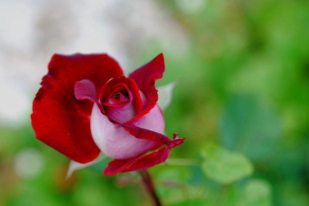 Red rose