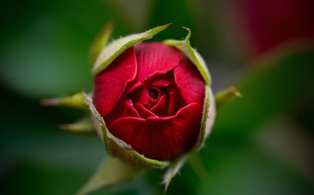 Photo red rosebud gently unfolding in closeup