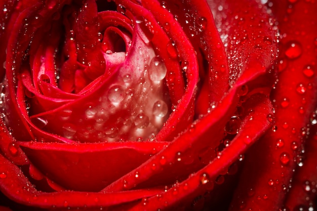 Red rosees with water drops in nature