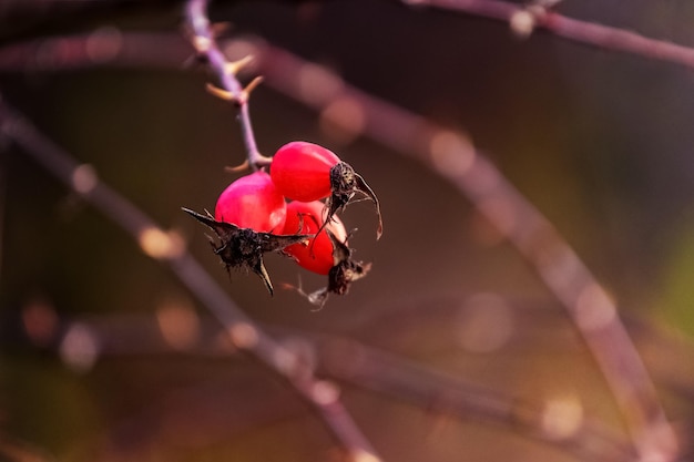 Red rosehip berries on a bush in the forest on a dark background in sunny weather