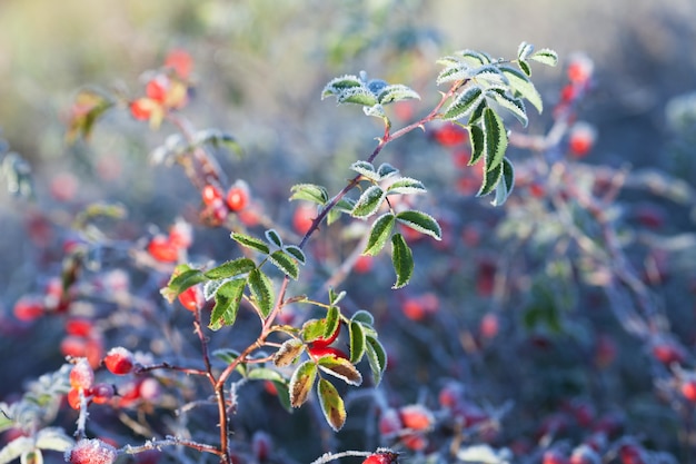 Red rosehip berries with ice.First frost in autumn. Hoarfrost on dogrose branches fna leaves.