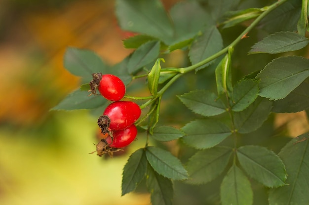 Red rosehip fruits in autumn