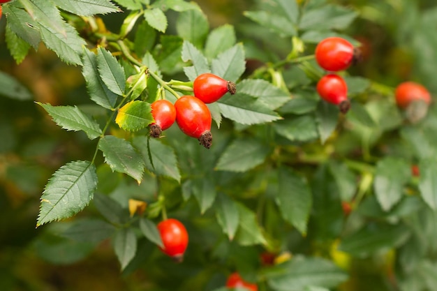 Red rosehip fruits in autumn