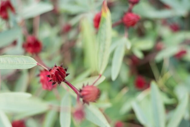 Red roselle flowers in the farm at Luye, Taitung, Taiwan