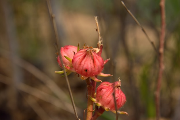 red roselle in nature