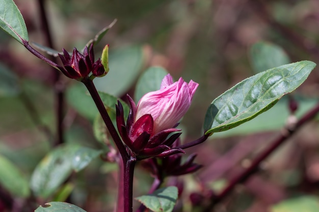 Red roselle plant in the garden