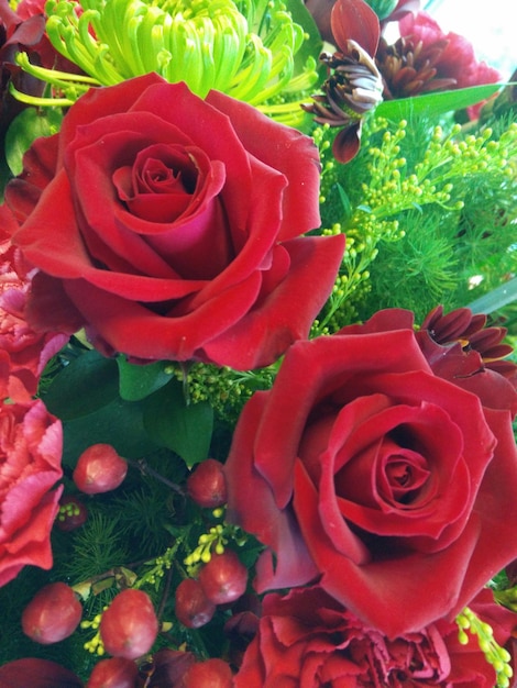 Photo red roses in backyard