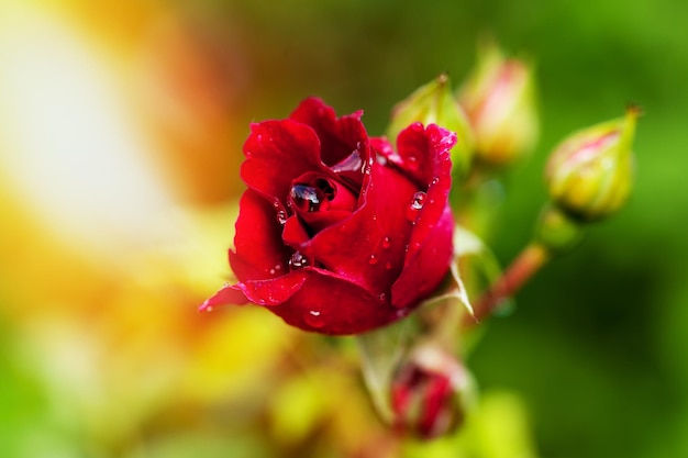 Red Roses blooming in summer garden. Flowers roses blossoming flower art design background. Nature and Gardening concept