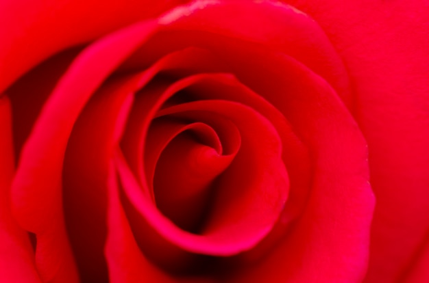 Red roses blurred with blurred pattern background.