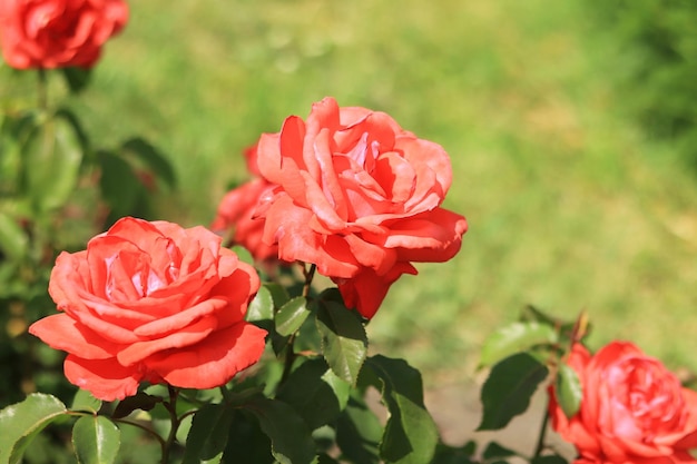 Red roses close up Blooming rose bush in the park Red roses in their natural habitat in full bloom