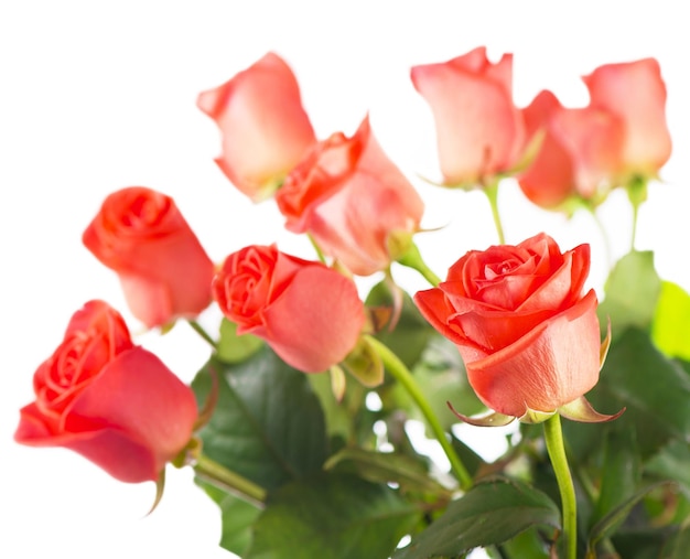 Red roses Flowers with clipping path side view Beautiful red roses on stem with leaves isolated on white background Natur object for design to Valentines Day mothers day anniversary