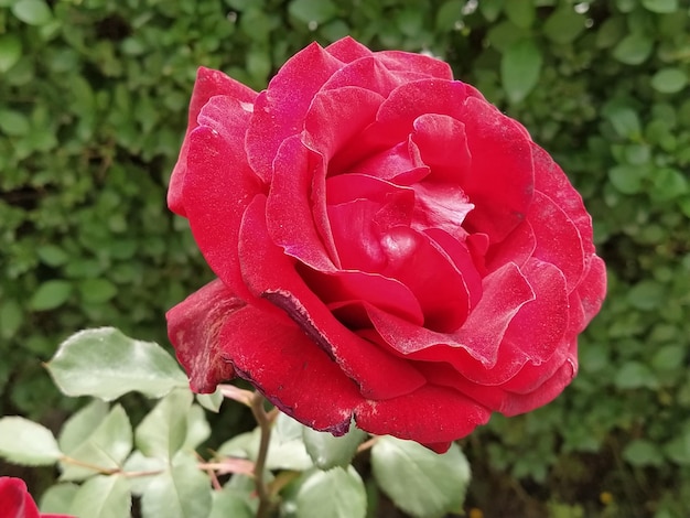 Red roses in the garden Bud on a background of fresh green foliage