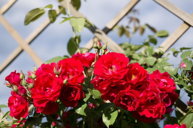 Red roses in garden on sunny sky background