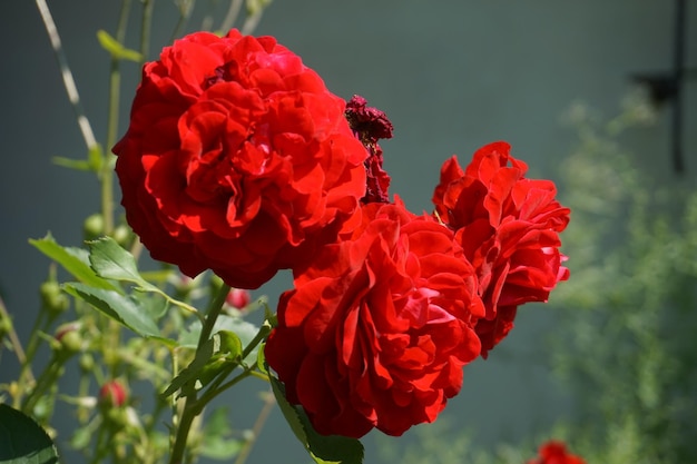 Red roses in garden