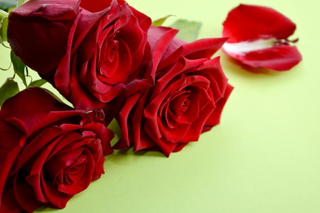 Red roses on a green background a group of objects