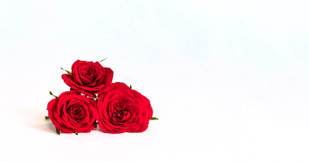 Red roses isolated on white background