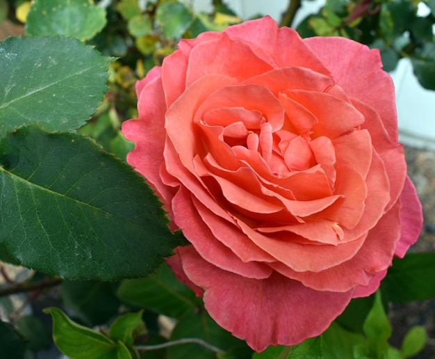 red roses and pink roses garden plants