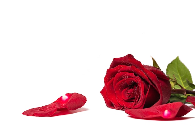 Red roses and rose petals isolated on white background