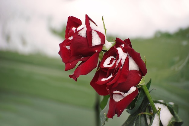 Red roses in the snow