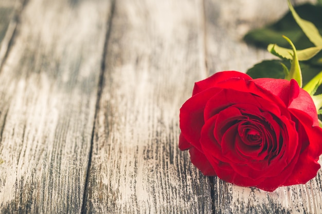 Red roses on white . Valentines Day , wedding day