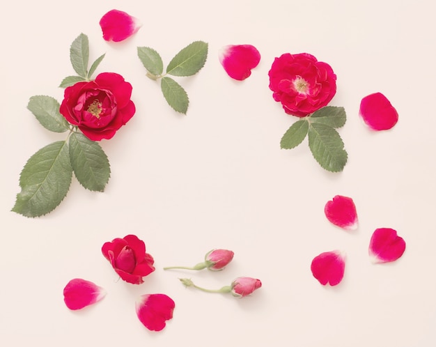 Red roses on white wall