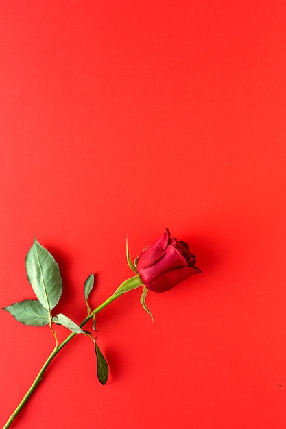 Red roses with red background