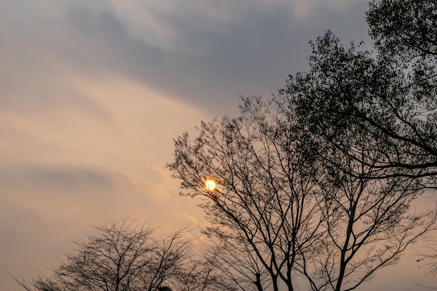 The red round sunset is on the treetops