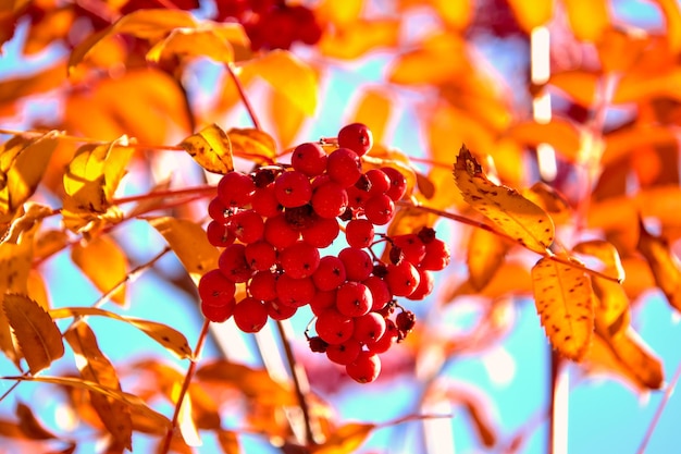 Red rowan on a background of yellow leaves