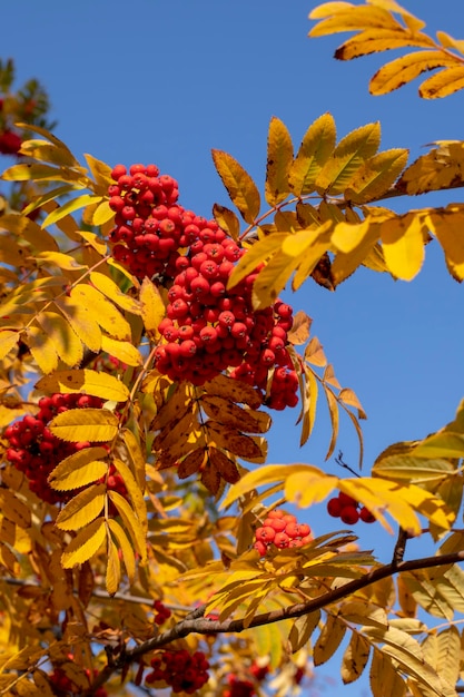 Red rowan berries on an autumn tree Rowan branches with red leaves and berries