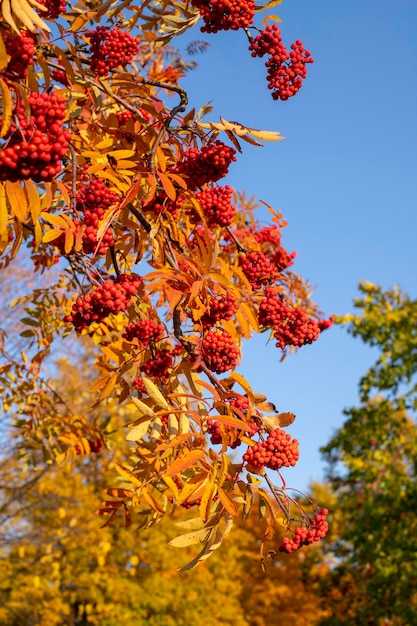 Red rowan berries on an autumn tree Rowan branches with red leaves and berries