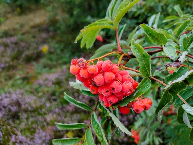 Red rowan berries in the forest