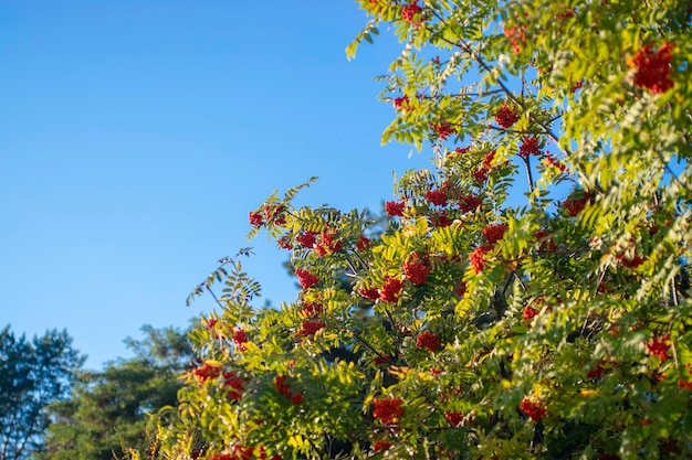 Red rowan berries growing on a tree branches on blue sky background