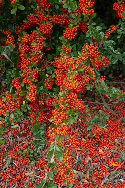 Red rowan berries on the rowan tree branches ripe rowan berries