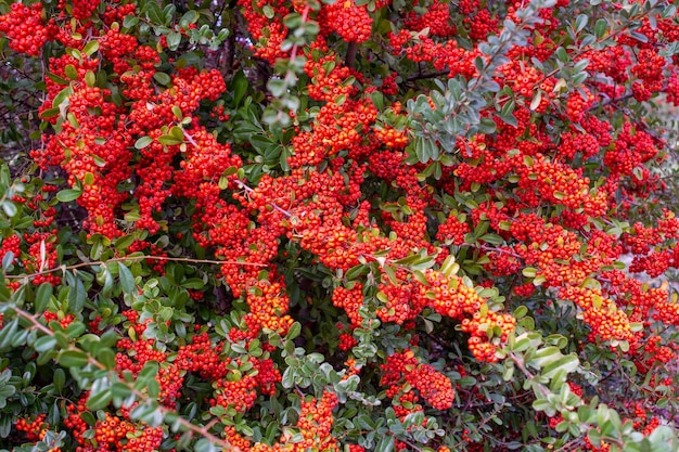 Red rowan berries on the rowan tree branches ripe rowan berries