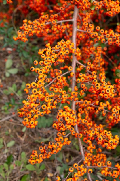 Red rowan berries on the rowan tree branches ripe rowan berries