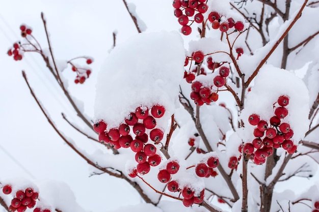 Red rowan berries in the snow frost beautiful winter