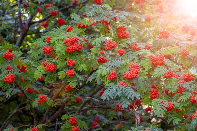 Red rowan berries in summer on a tree in sunny weather