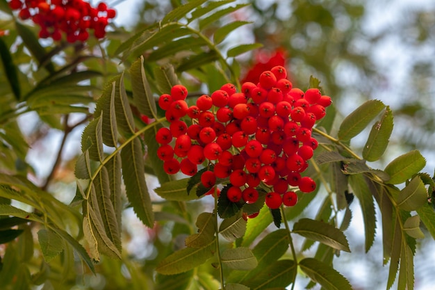 Red rowan berries on a tree branch with green leaves in nature Sorbus aucuparia Ashberry fruits close up