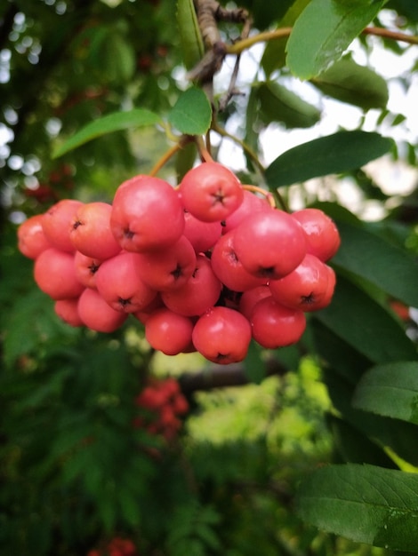 Red rowan berries