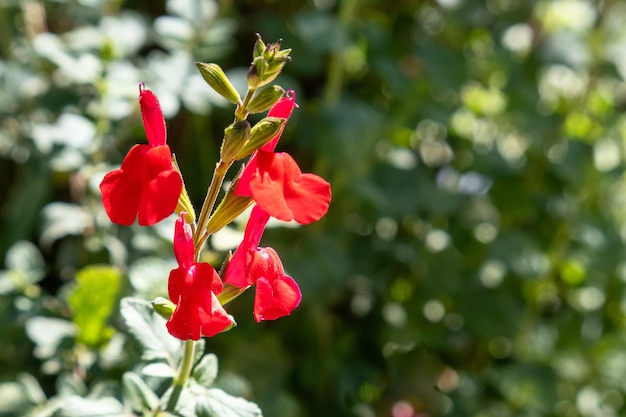 Red salvia flowers in the garden shallow depth of field