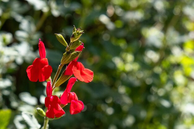 Red salvia flowers in the garden shallow depth of field