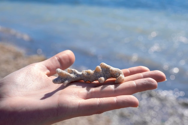 Red sea beach young woman hand holding coral white rock fossil blurred sea on the background climate